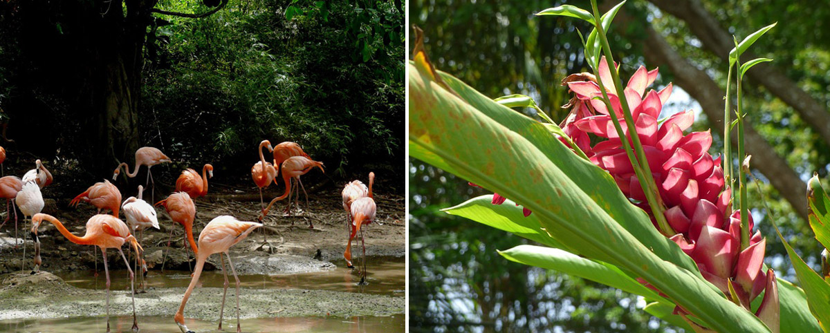 Flamingo Animals in Dominican Republic