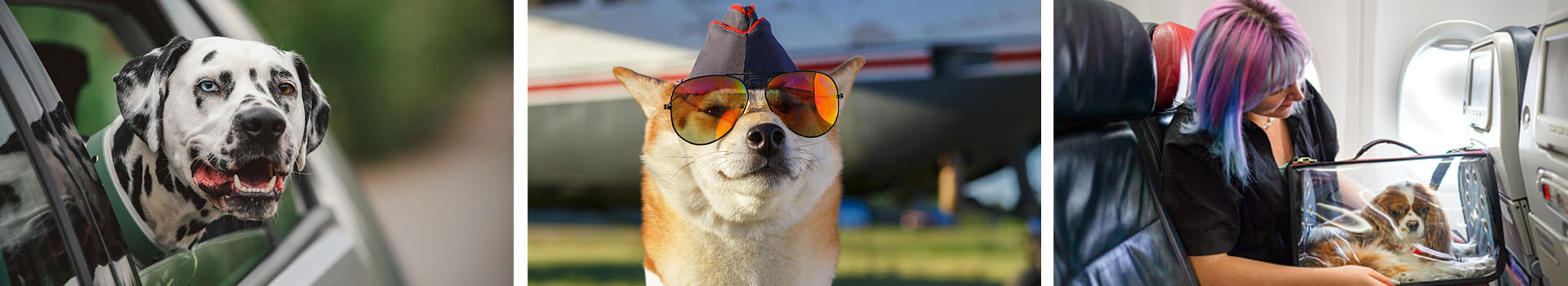 Flying With a Dog, Plane Tips, Carriers & More | AMA Travel