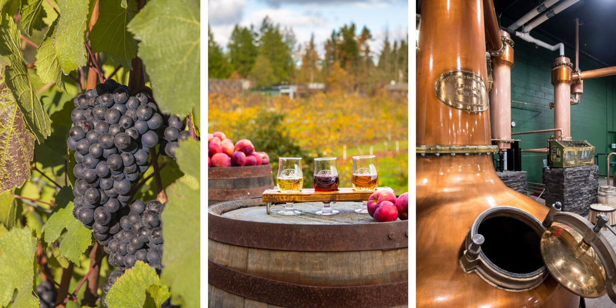 Victoria’s Best Wine, Cidery, and Distillery Tours AMA Travel